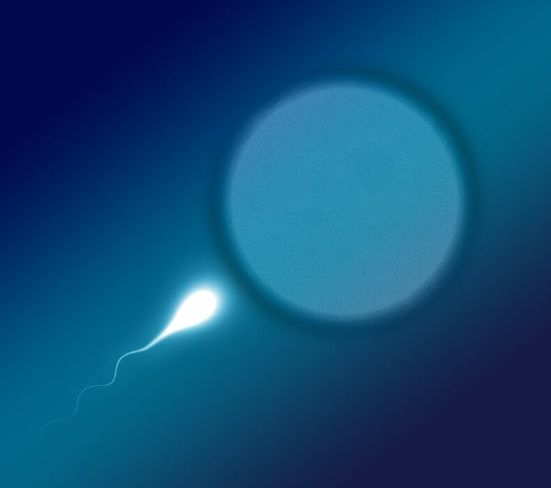 Vad är sperma och dess innehåll?